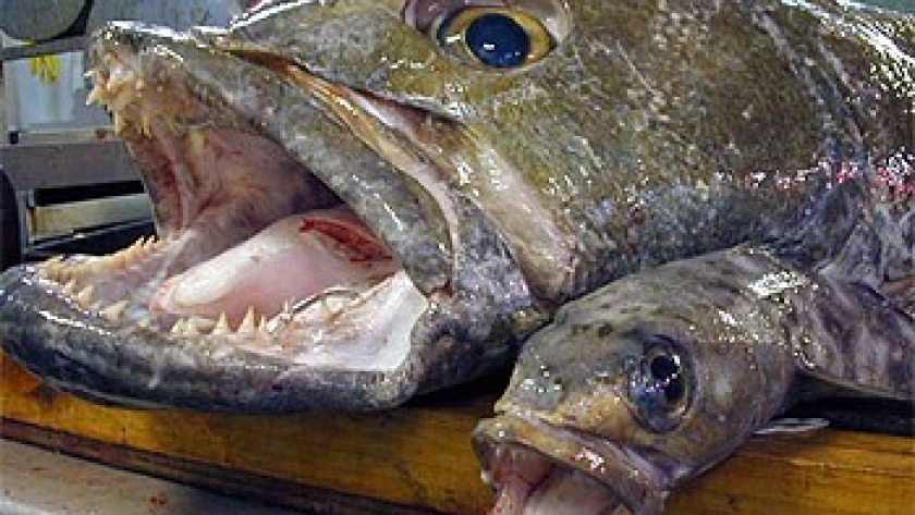 Merluza Negra. Por una nueva disposición de la Subsecretaría de Pesca habrá mayores controles en las descargas
