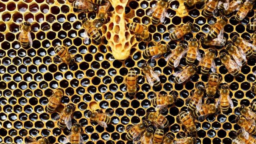 Dos pesticidas aprobados para su uso en Estados Unidos perjudiciales para las abejas