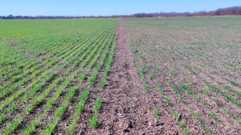 El mejor año para ver la diferencia: sembraron trigo HB4 y, sin lluvias por 4 meses, está increíble