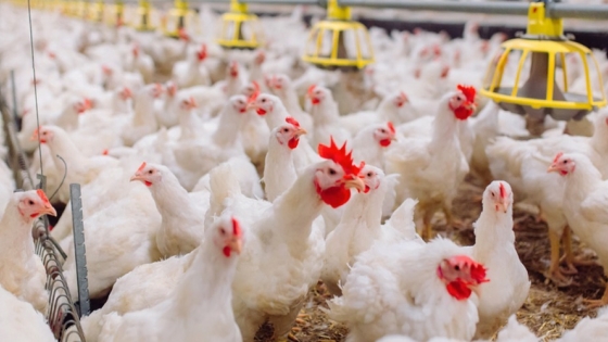 Habrá una nueva compensación de 2.200 mill/pesos para los productores de pollos