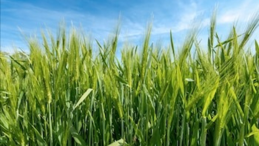 Verónica INTA revoluciona la cebada cervecera con más rendimiento y sostenibilidad