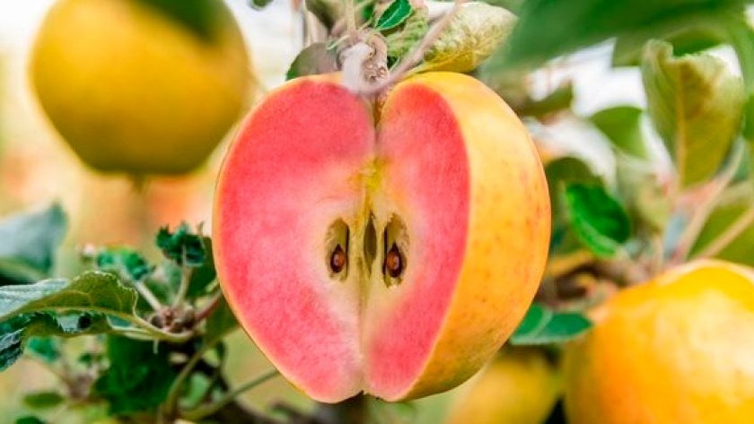 La producción europea de manzanas Kissabel aumenta 40%