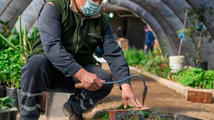 Maipú sumará 8.000 árboles a su plan de forestación