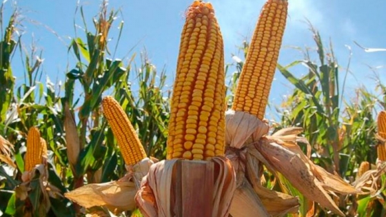 Una meta: que cada grano de maíz de Córdoba se transforme en valor agregado