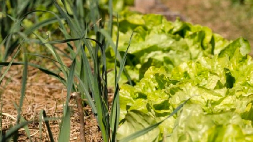 Aromáticas: las aliadas para combatir insectos en la huerta