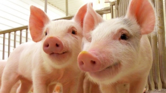 Revolución en la granja: desarrollan probiótico argentino para reemplazar antibióticos en animales