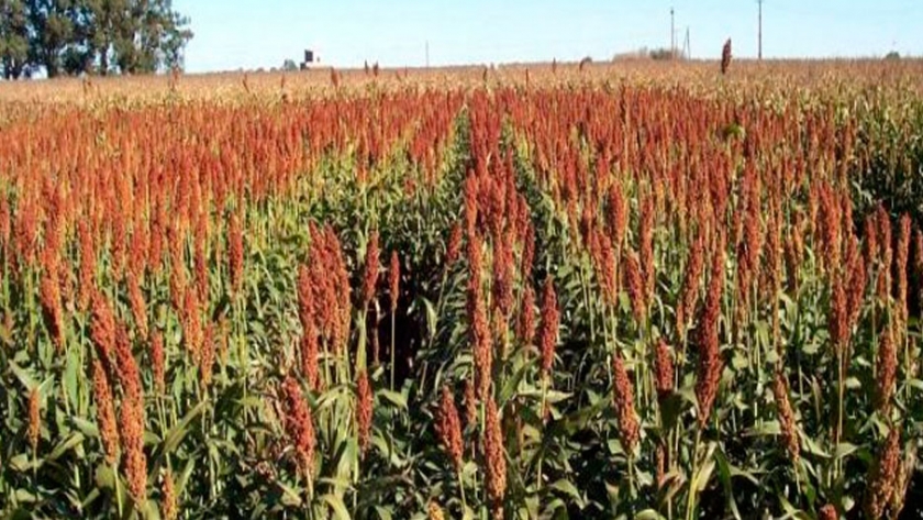 Advanta: Sorgo bien manejado, más grano y forraje ganado