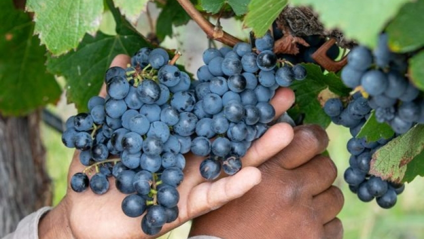 La cosecha de uvas creció más de 30%