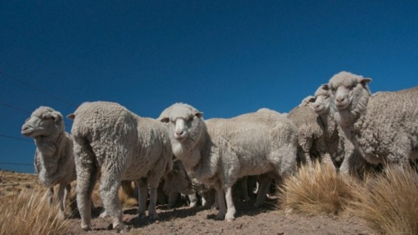 Catamarca: impulsan genética avanzada en el sector ganadero