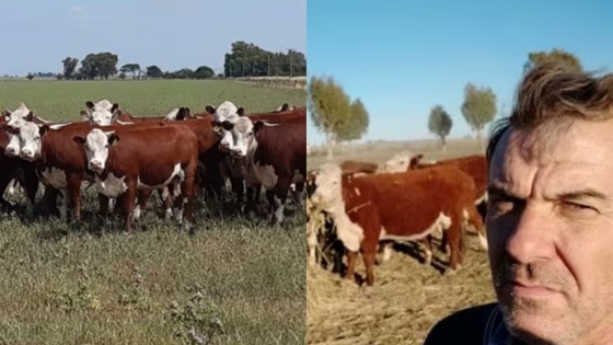 Alimenta las vacas con un cultivo espectacular, pero poco difundido