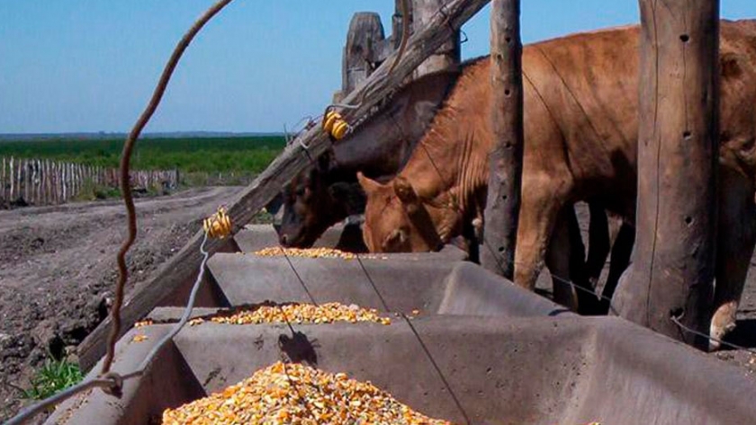 El estrés y las instalaciones en Feedlot