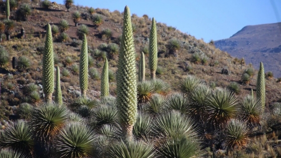 La planta gigante de los Andes que florece una sola vez tras más de un siglo de espera