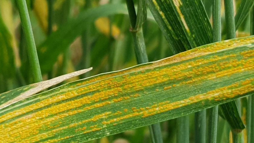 Enfermedades foliares más comunes del trigo en Entre Ríos