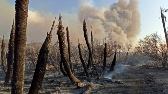 <En lo que va del año, los incendios forestales afectaron más de 84 mil hectáreas en toda la provincia