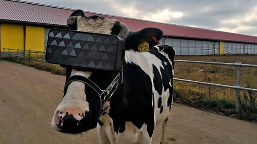 En Rusia les ponen lentes de realidad virtual a las vacas para que aumenten la producción de leche
