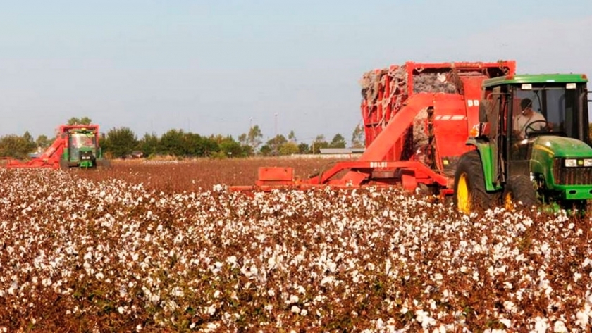 El algodón de Turquía se cosecha con máquinas argentinas