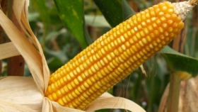 El maíz como respuesta a las nuevas demandas