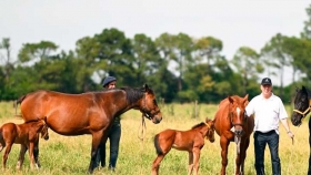 Avance en Biotecnología: Nacen los Primeros Caballos Editados Genéticamente en Argentina