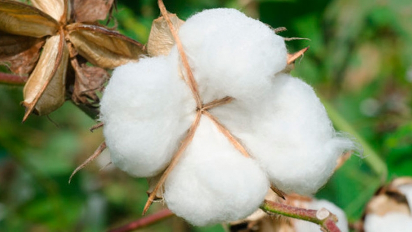 Autoridades mexicanas buscan alternativas para disminuir el uso de semillas transgénicas para cultivo de algodón