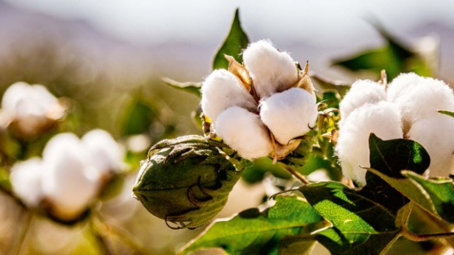 El algodón en retroceso: caída de superficie, crisis textil y un futuro en redefinición