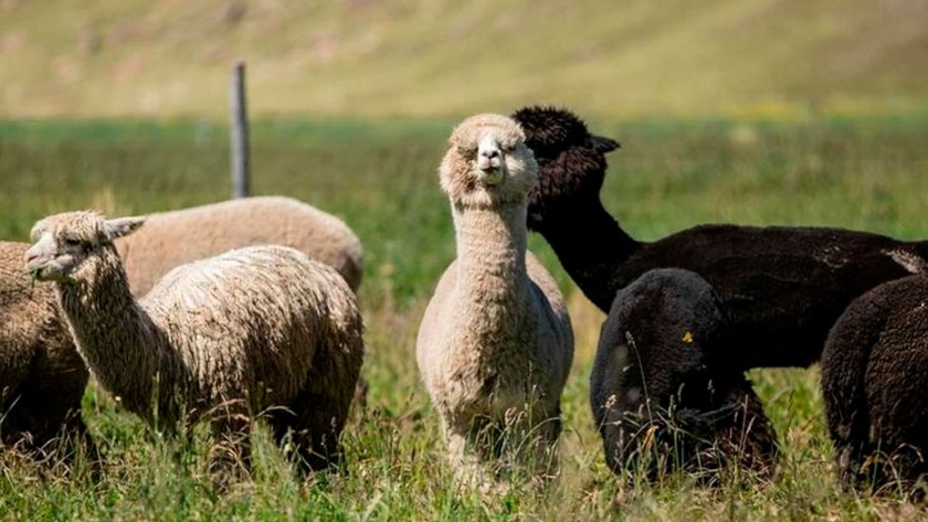 Lana de alpaca y algodón pima: los fabricantes peruanos aspiran a entrar en el mercado europeo