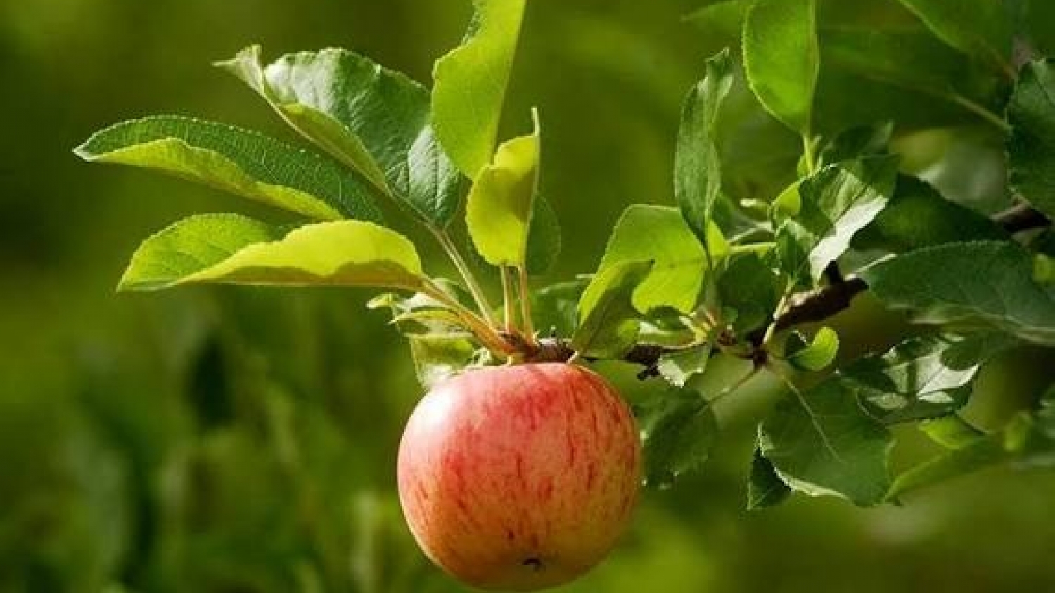 Desarrollo productivo en Senillosa: agricultura e industria sostenible