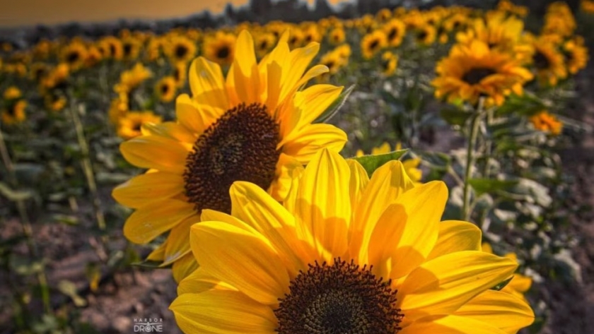 Girasol: se evalúan los lotes de entre 50 y 400 hectáreas sembradas