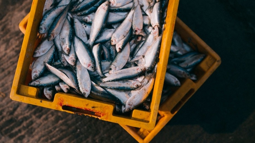 Río Negro: la Terminal Pesquera Artesanal podrá exportar pescado y mariscos