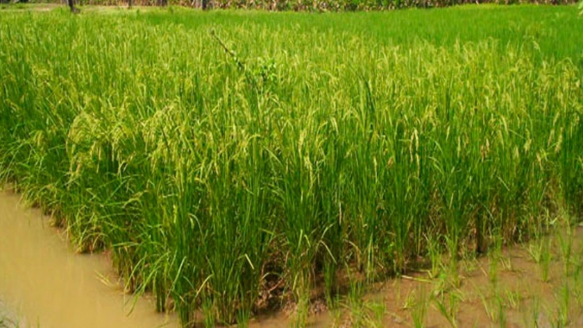 Arroz más resistente al frio y enfermedades