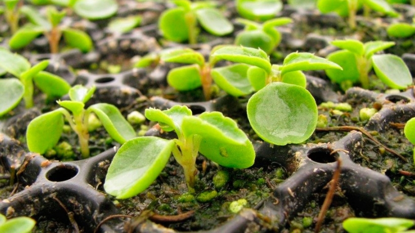 Plantineras móviles: ¿qué son y cómo se arman?