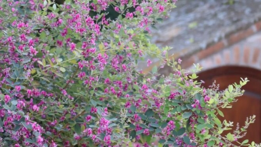 Lespedeza thunbergii: el arbusto con flor ideal para sembrar al lado de la pileta