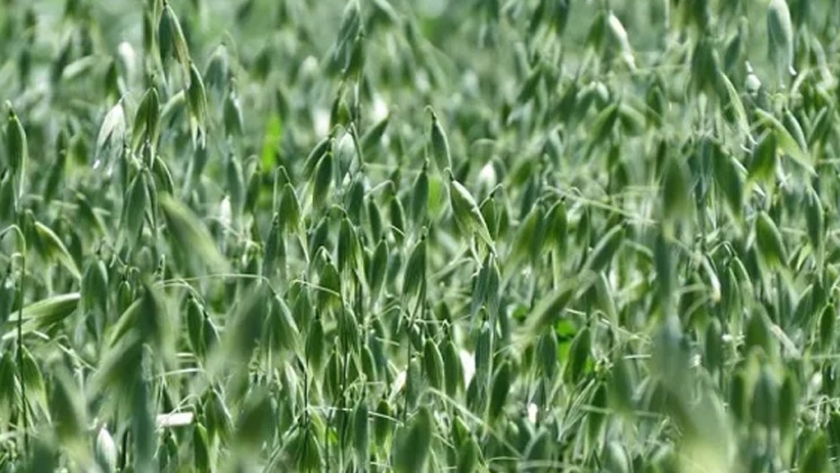 INTA presentó a Paloma, una nueva variedad de avena que mejora la producción de forraje