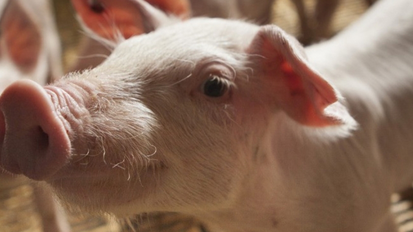 Argentina cierra la importación de carne de cerdo de Alemania por foco de peste porcina africana