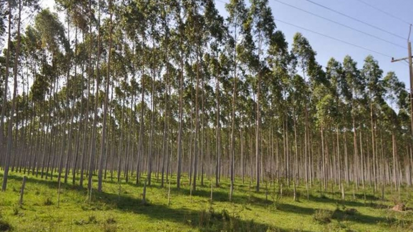 Mega reforestación mundial