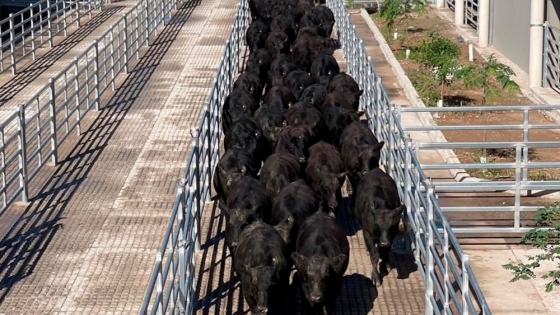 Bajas en el Mercado Agroganadero de Cañuelas: se pagó hasta $3330 por novillos en una jornada de menor demanda