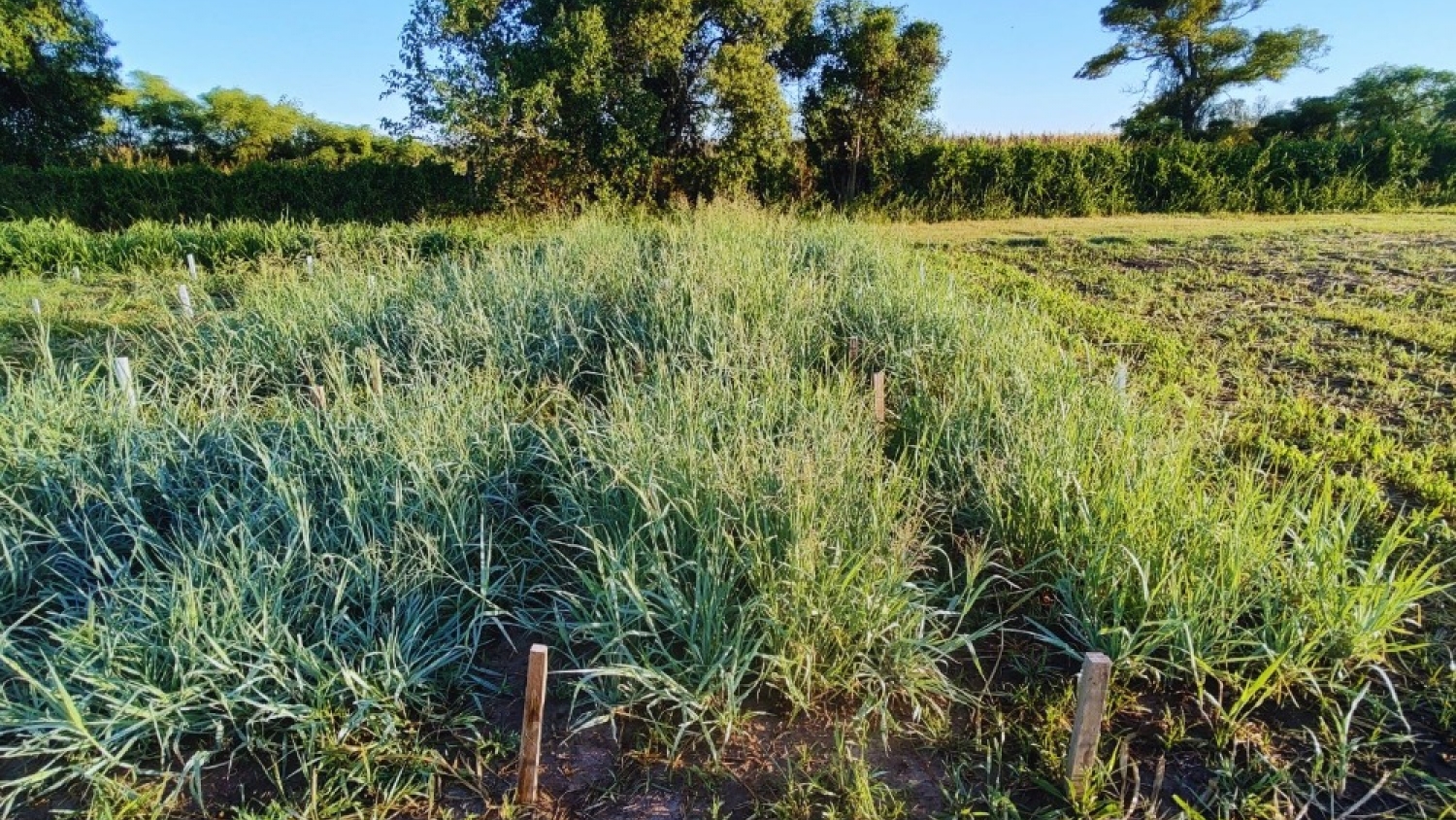 INTA desarrolló un nuevo cultivar de Mijo resistente a la salinidad para potenciar la producción ganadera