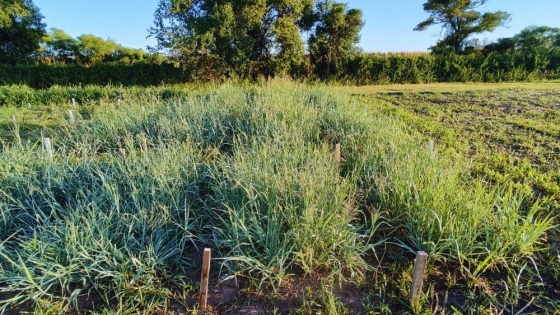 INTA desarrolló un nuevo cultivar de Mijo resistente a la salinidad para potenciar la producción ganadera
