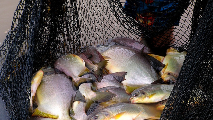 Por año, Misiones produce unas 300 toneladas de peces