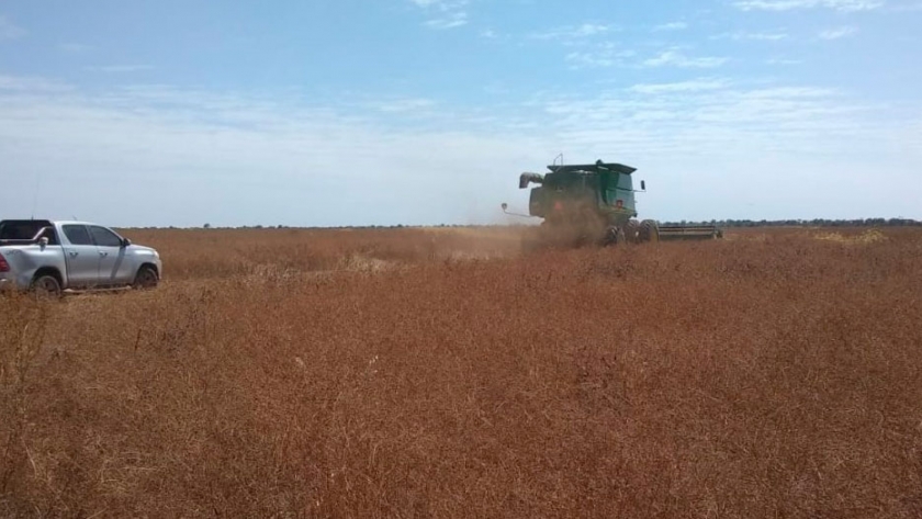 El coriandro, un cultivo de invierno con alta rusticidad que se adapta a las condiciones del Noa