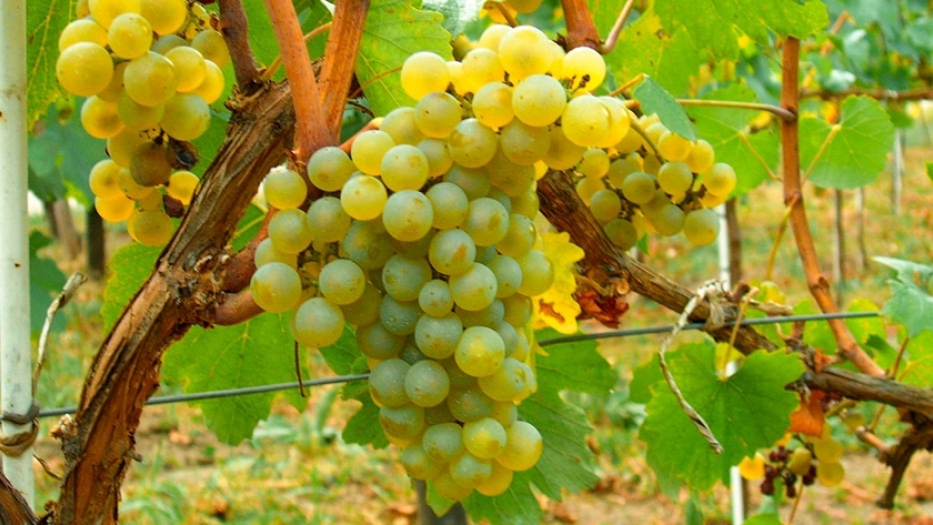 Tres tendencias en blancos: White Blend, nuevos Torrontés y Chardonnay de altura