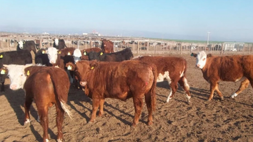 Sarna bovina: qué es, cómo prevenirla y su tratamiento
