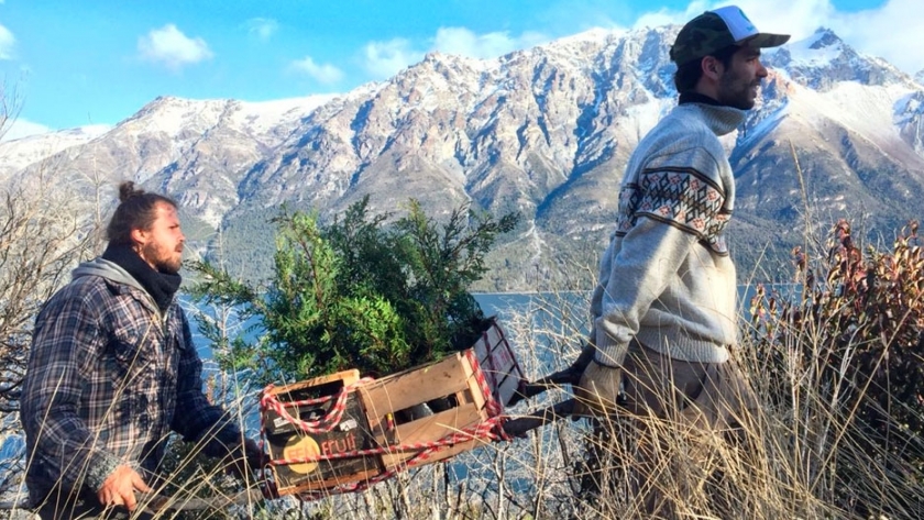 Recuperación de bosques nativos: voluntarios plantan 6.000 árboles en Chubut