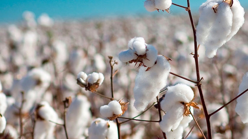 Campaña algodonera: entregan mil toneladas de semillas para 800 productores chaqueños