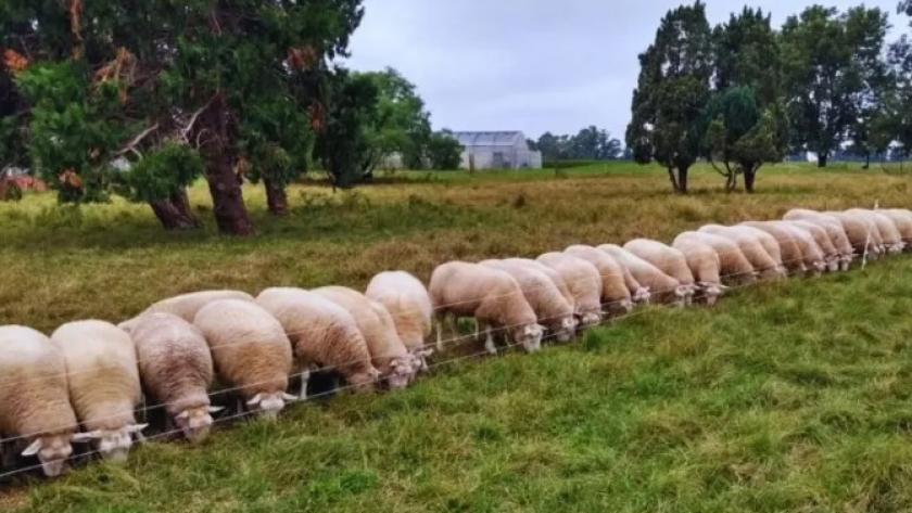 Descubri la oportunidad de la cría intensiva de ovinos en la Región Centro