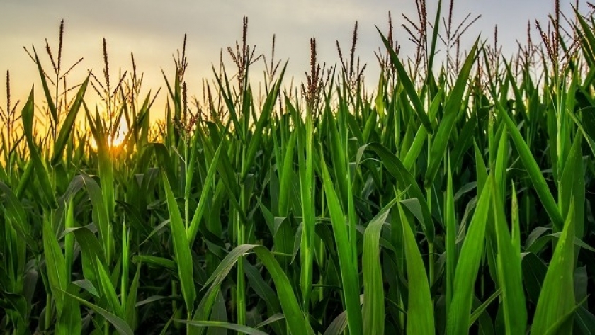 La zona núcleo se prepara para volver a ser el motor de la buena producción de los granos de verano