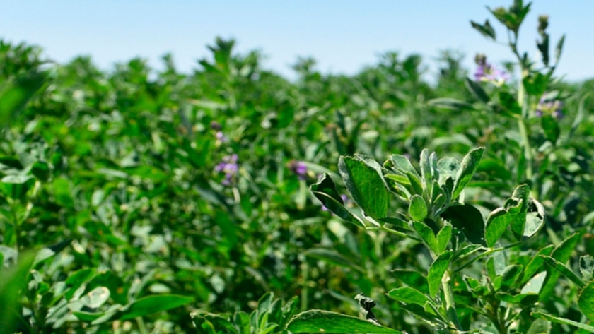 Alfalfa: el INTA promueve el diseño genético para mejorar su productividad