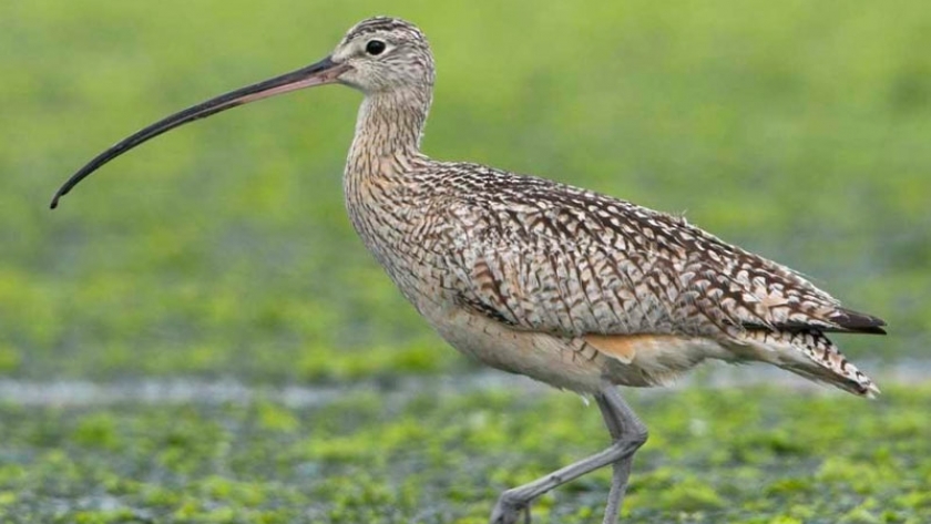 Áreas prioritarias para la conservación de aves