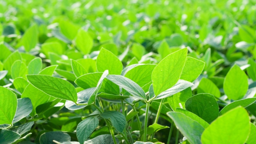 Se estudian bacterias para mejorar el cultivo de soja