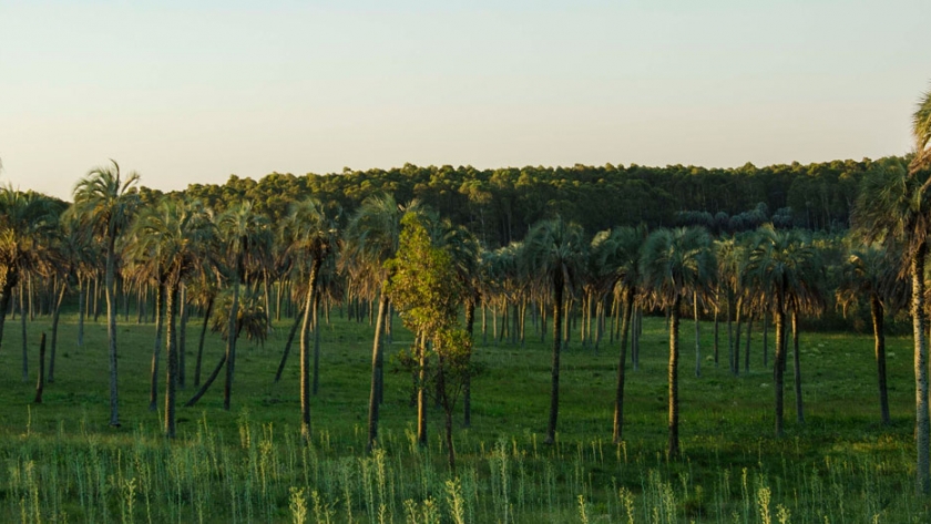 Montes del Plata: producir y conservar, en Uruguay