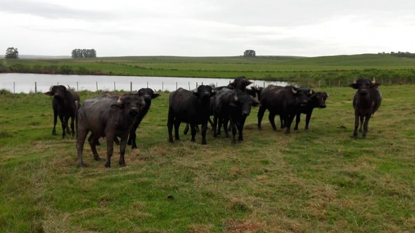 Productores de búfalo proyectan polo de desarrollo en Caá Catí